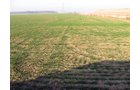 Property photo 10 - 60 Acres Offered in 2 Tracts